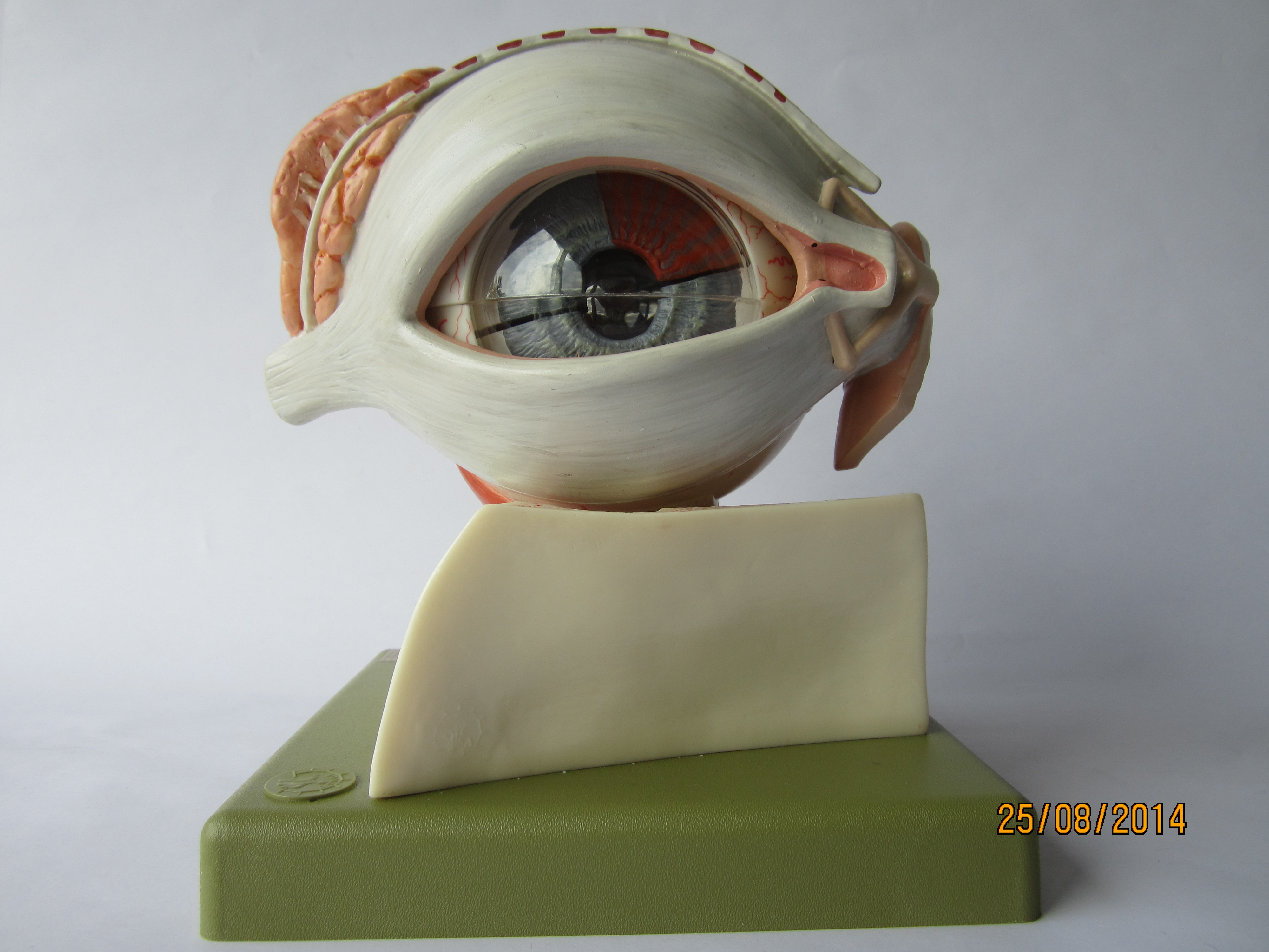 Augapfel mit Tränenorganen und Stützapparat der Augenlider, 5-fach vergrößert, zerlegbar © Original SOMSO®Modell