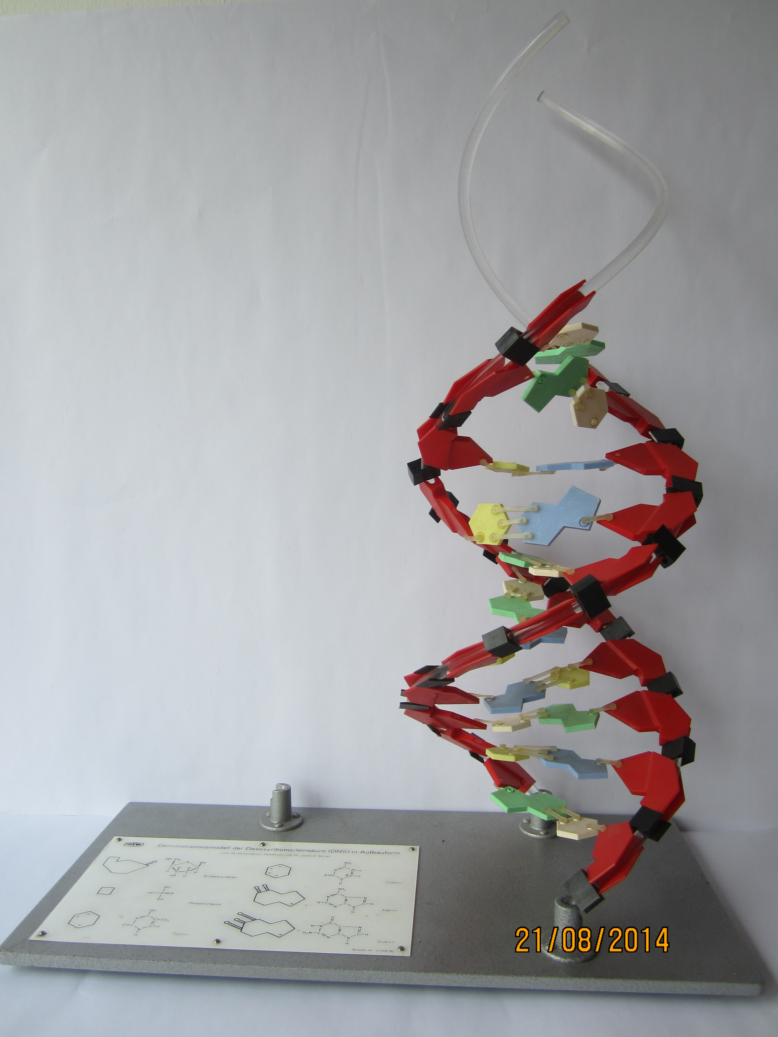 Struktur der DNS zerlegbar in Einzelteile © Original PHYWE®Modell