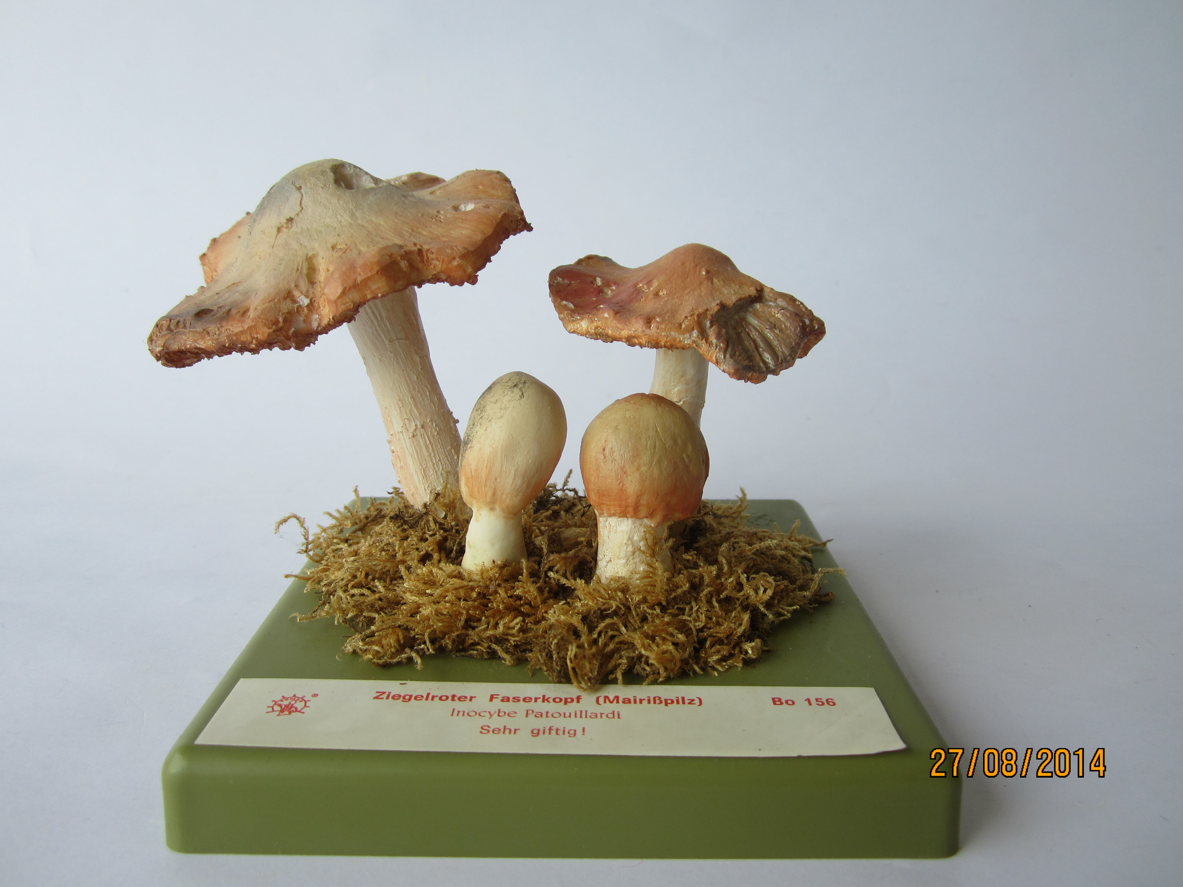 Ziegelroter Faserkopf © Original SOMSO®Modell