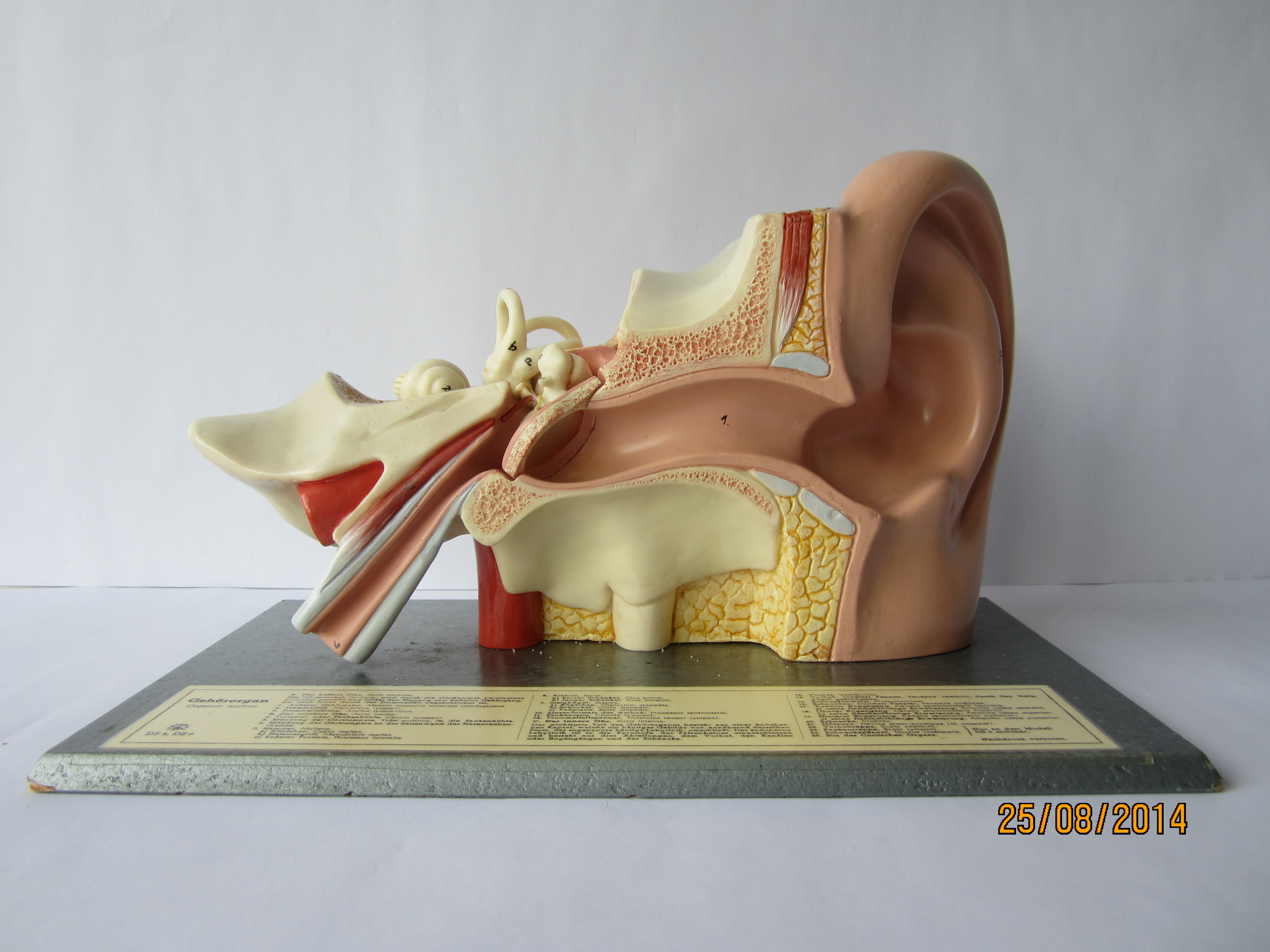 Übersicht des menschlichen Ohres: 3-fach vergrößert, zerlegbar © Original SOMSO®Modell