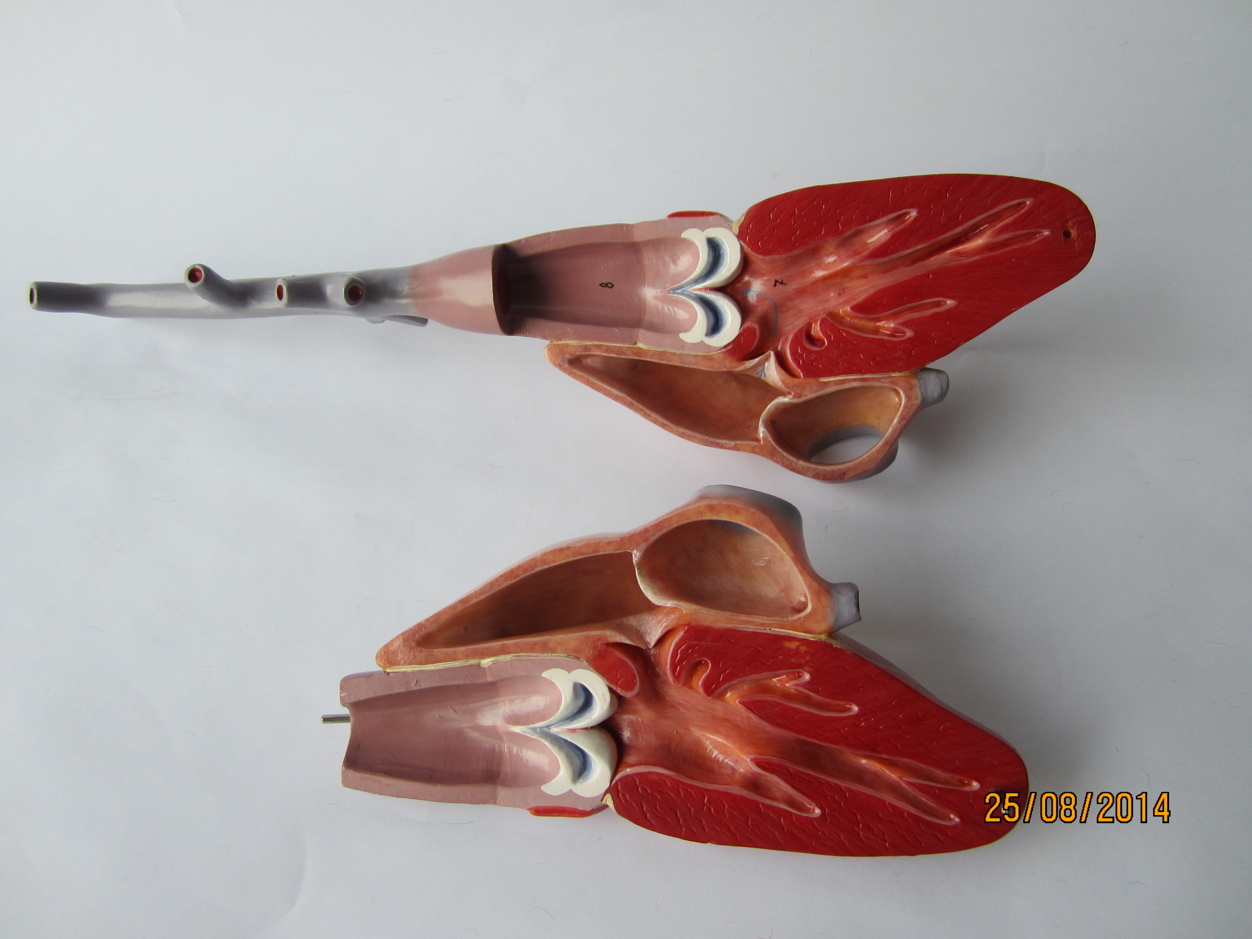 Fisch