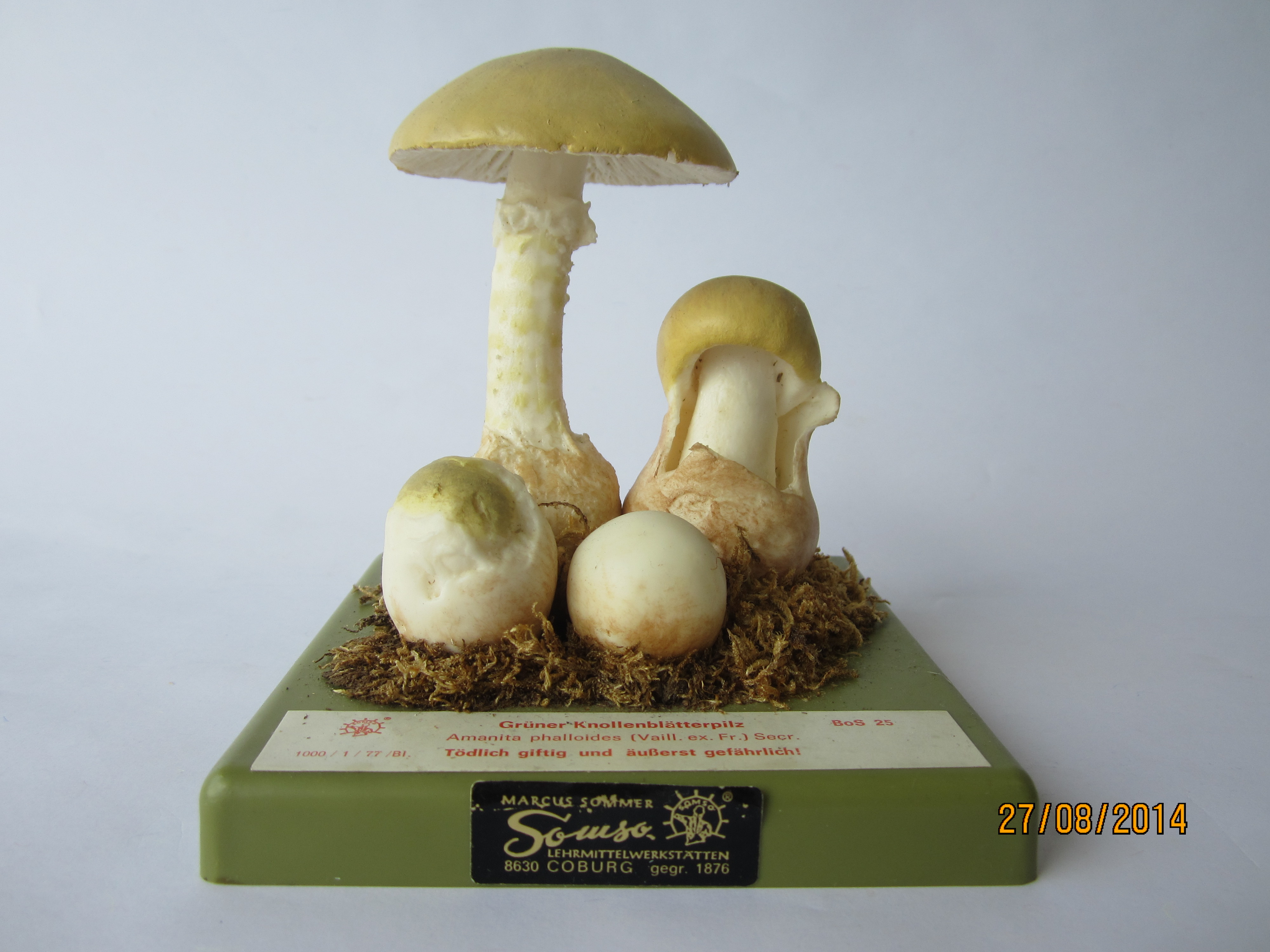 Grüner Knollenblätterpilz © Original SOMSO®Modell