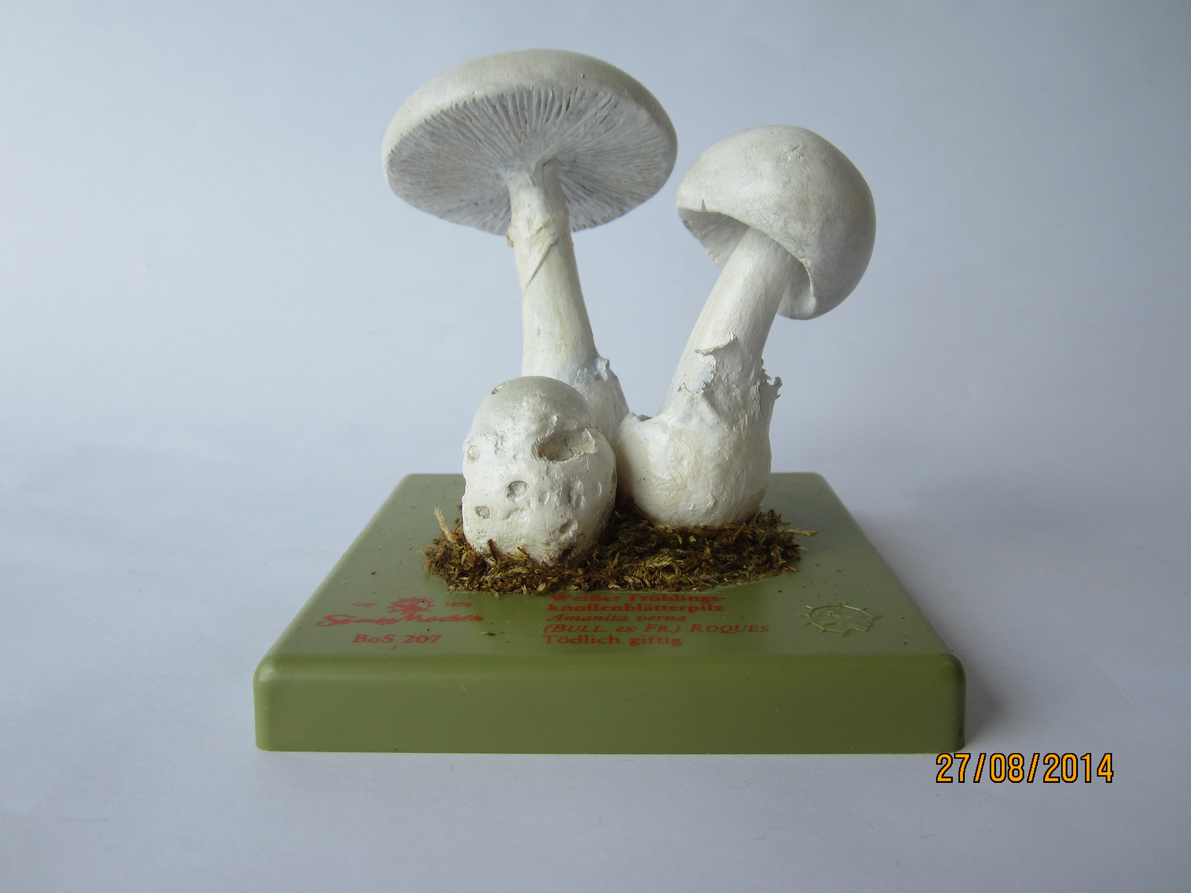 Weißer Knollenblätterpilz © Original SOMSO®Modell