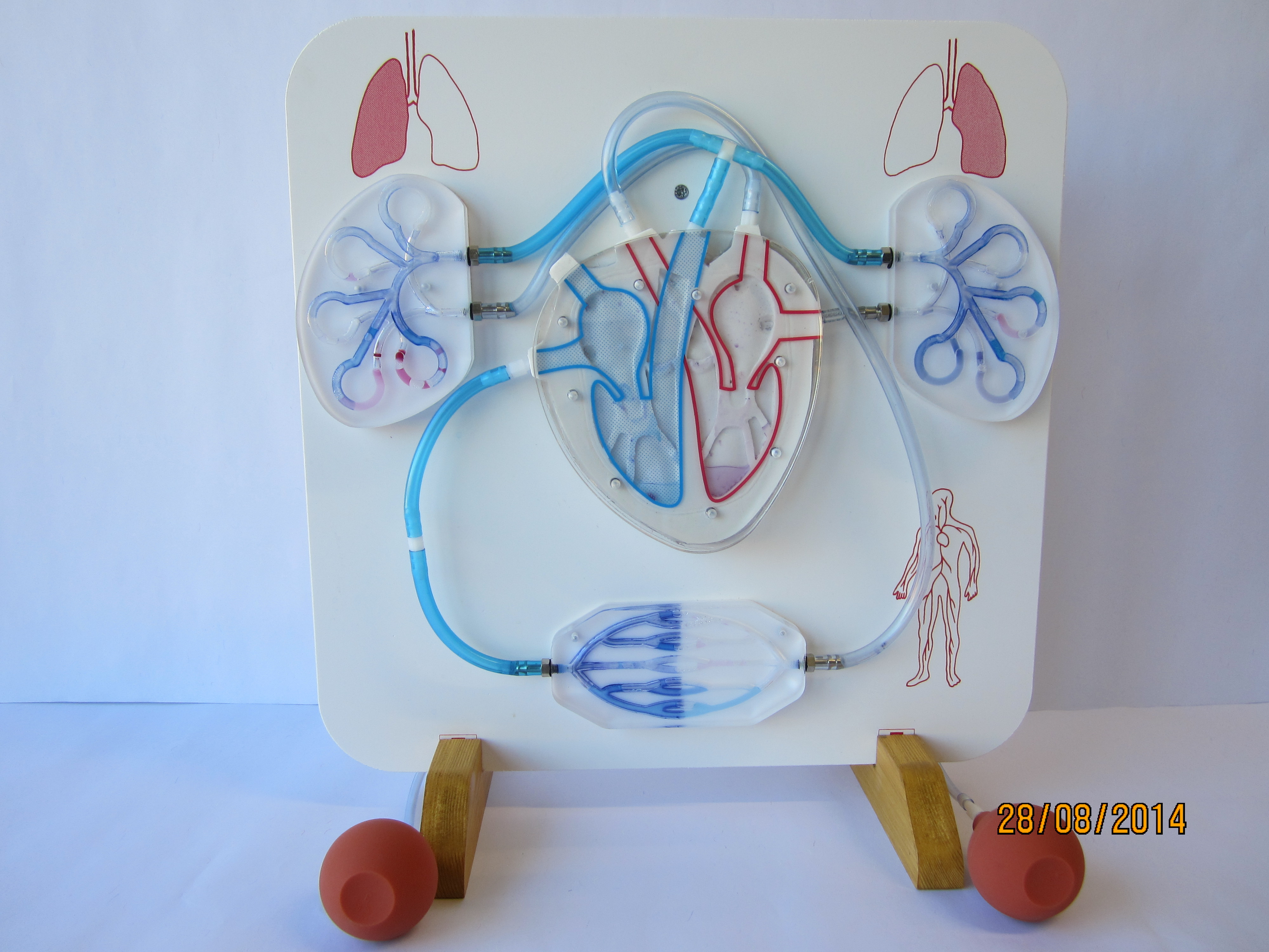 Menschlicher Blutkreislauf: Demonstration mithilfe einer Handpumpe und gefärbter Flüssigkeit © Original CONATEX-DIDACTIC®Modell