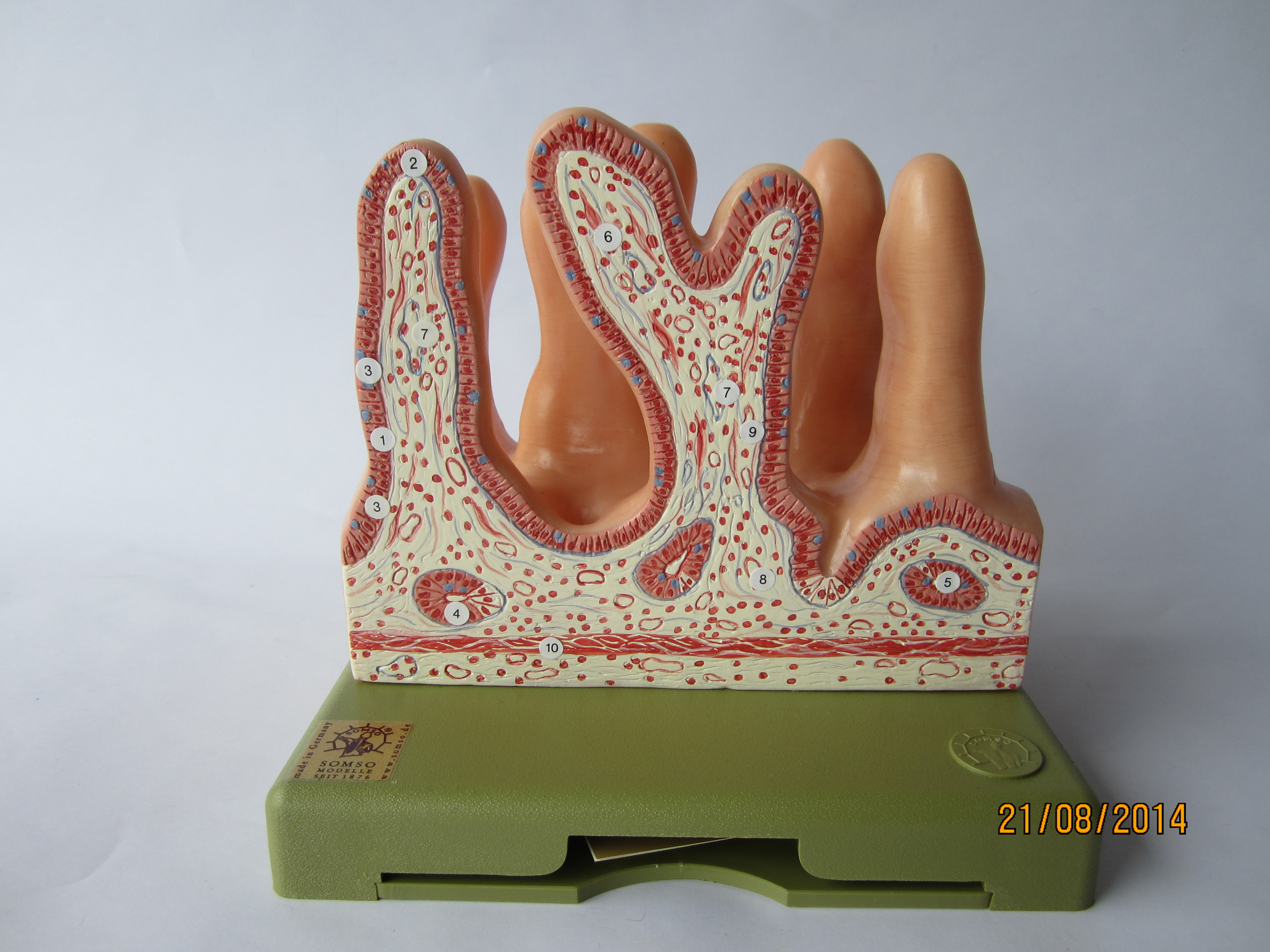 Leerdarm: Innere Oberfläche, 400fach vergrößert © Original SOMSO®Modell