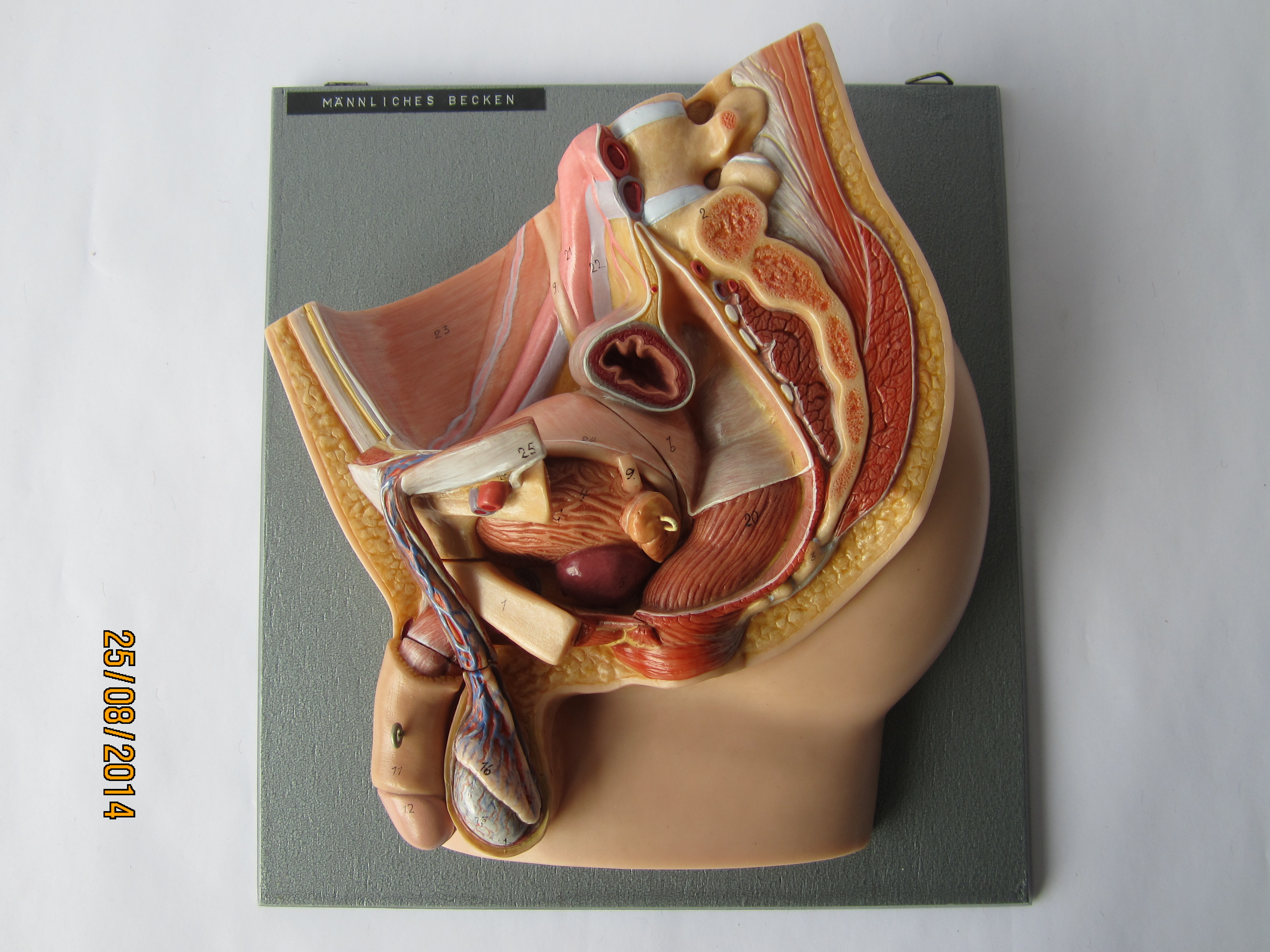 Männliches Becken u.a. Genitalorgane, Medianschnitt, zerlegbar © Original SOMSO®Modell