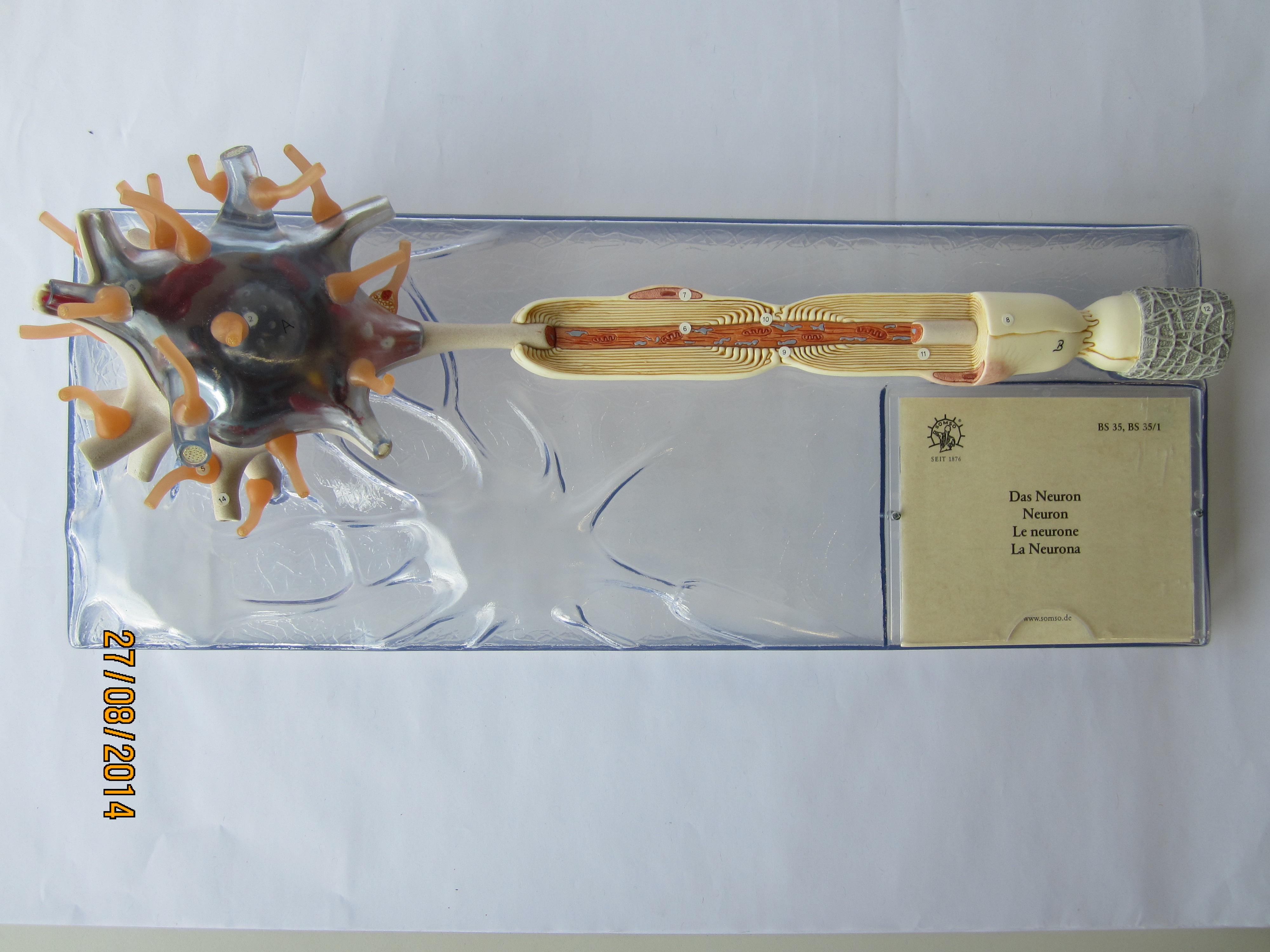 Neuron: 2500fach vergrößert © Original SOMSO®Modell