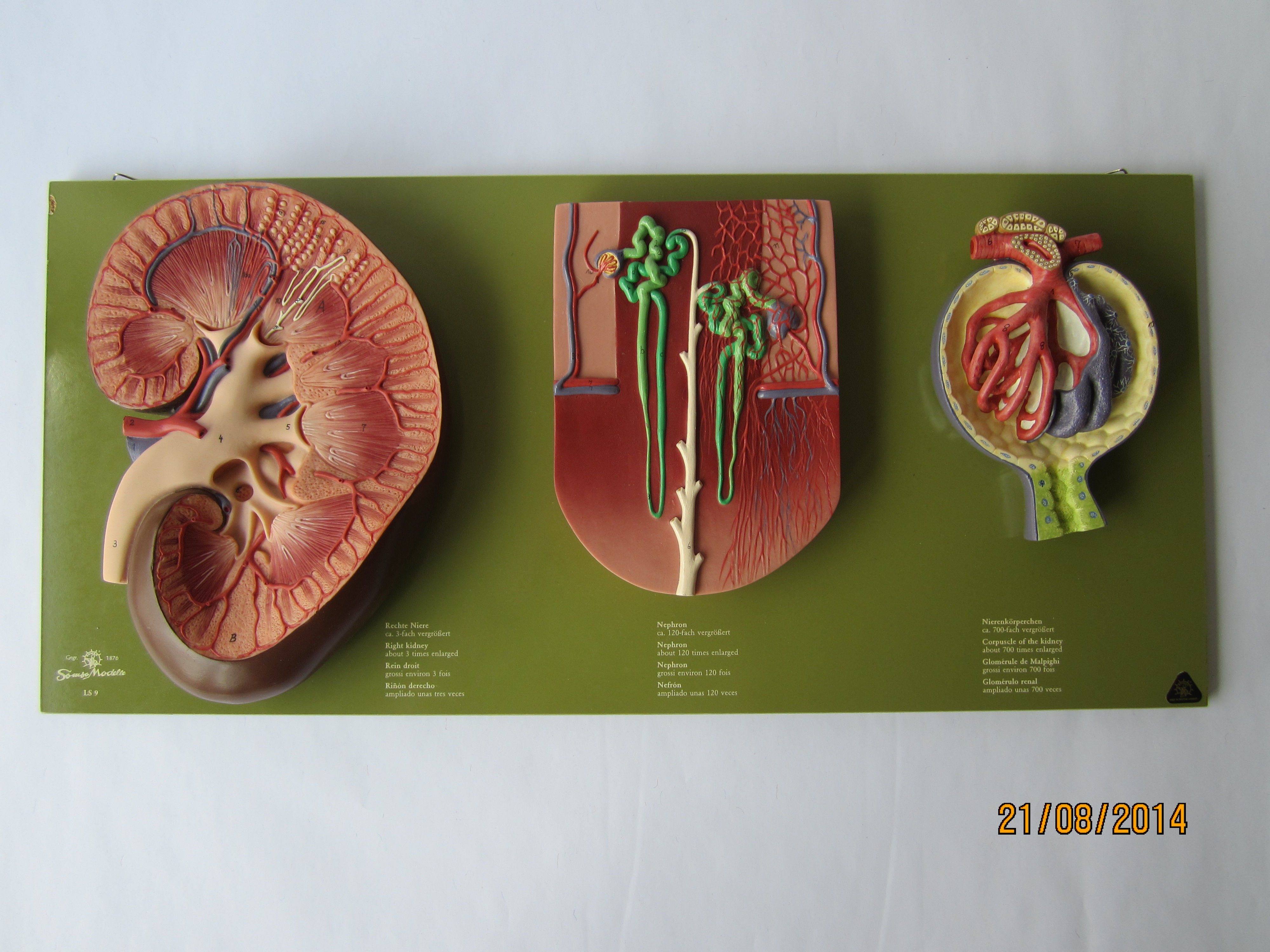 Rechte Niere (3-fach vergrößert), Nephron (120-fach vergrößert), Nierenkörperchen (700-fach vergrößert) © Original SOMSO®Modell