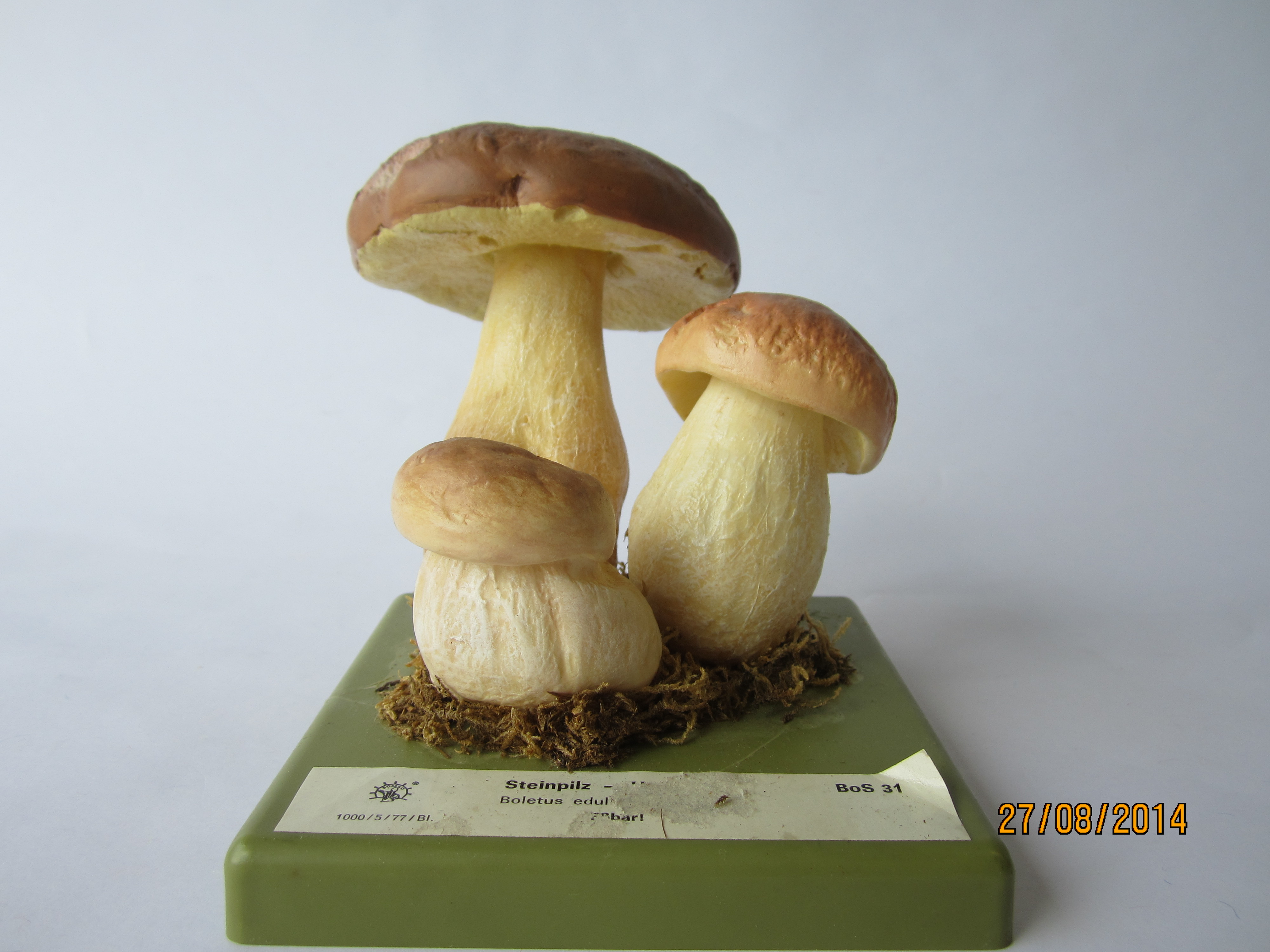 Steinpilz © Original SOMSO®Modell