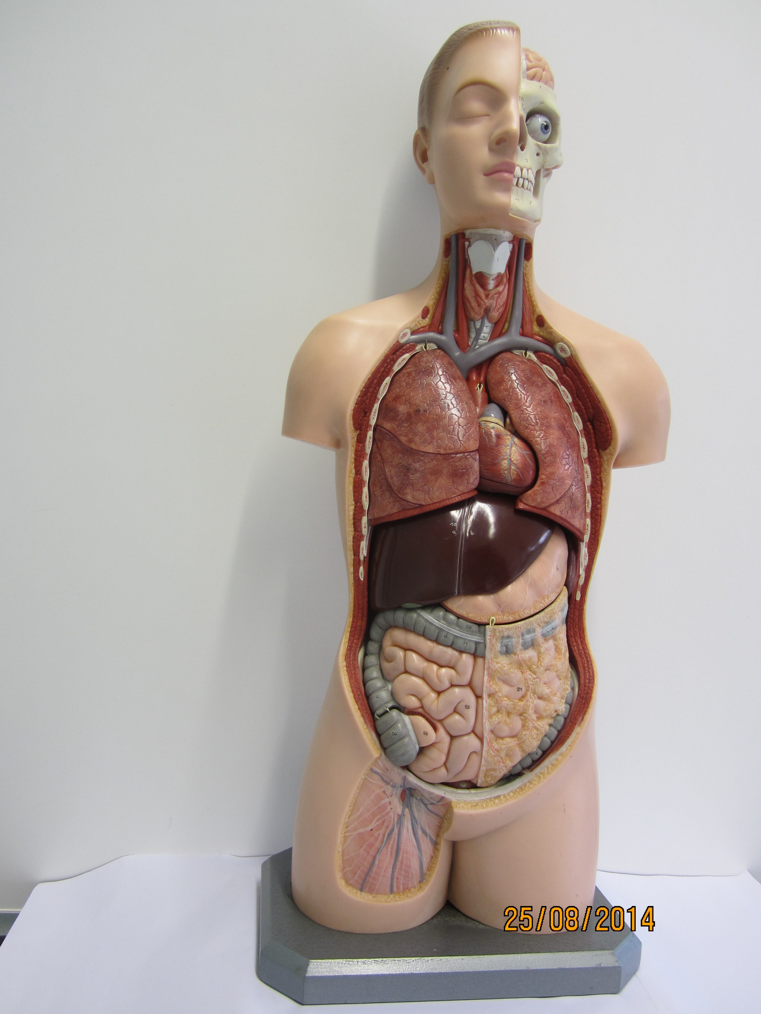 Torso Organe der Halsgegend, Brust und Bauchhöhle, Kopfbeschreibung, zerlegbar © Original SOMSO®Modell