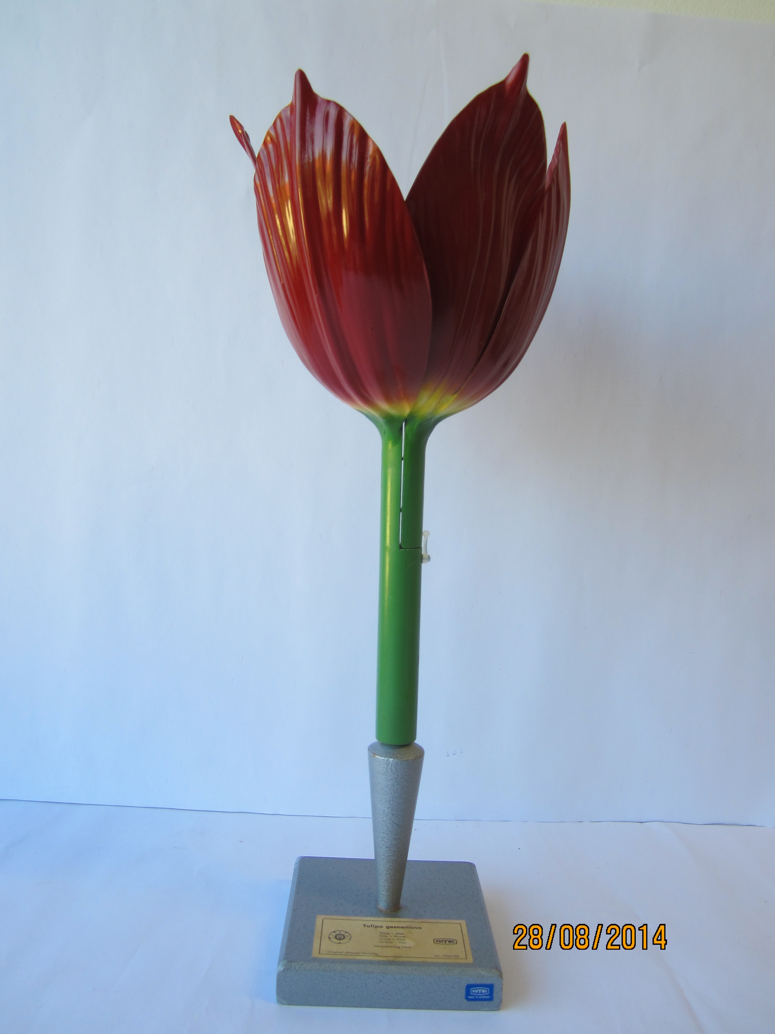 Tulpe 3fach vergrößert