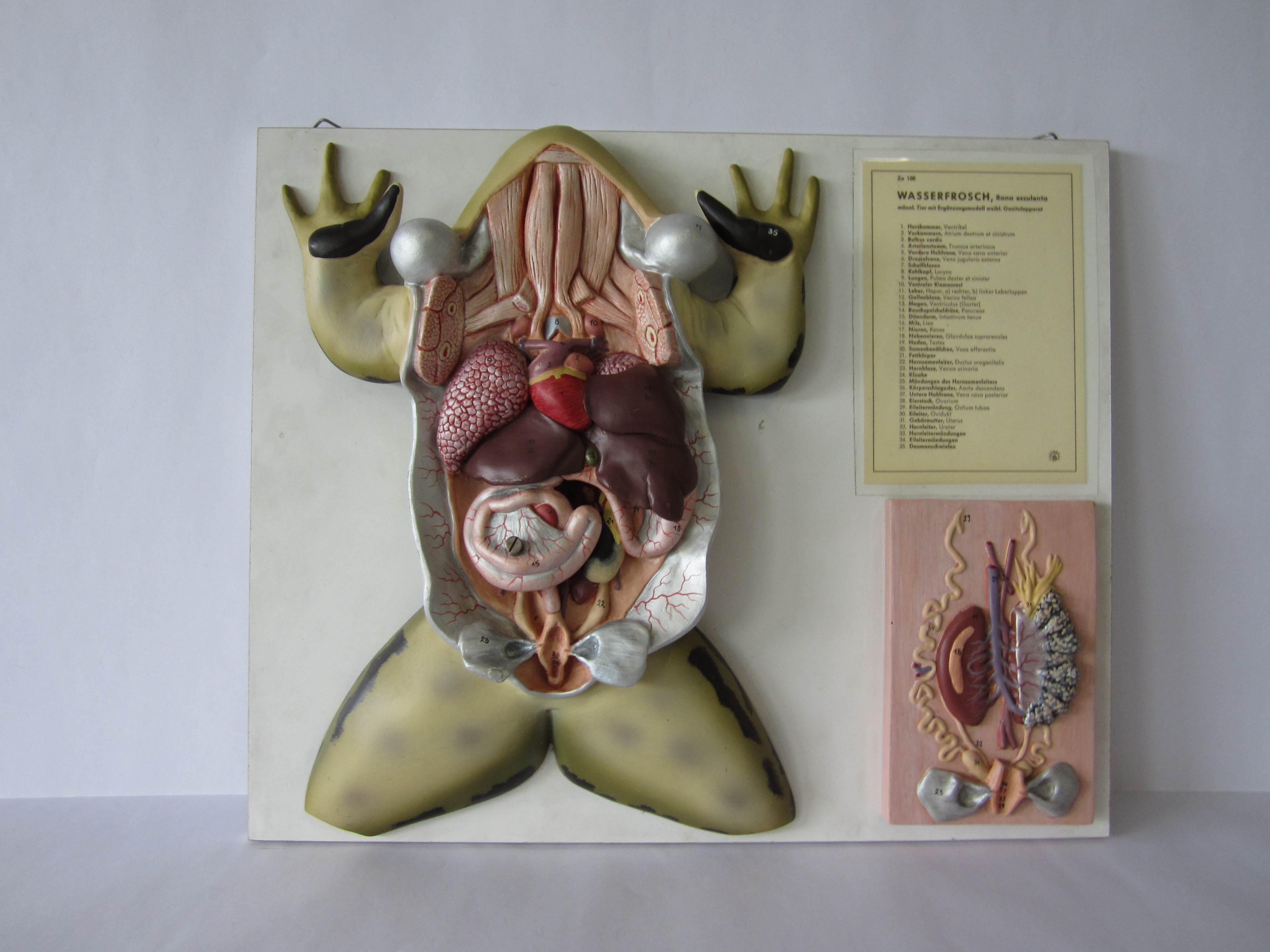 Männlicher Wasserfrosch mit Ergänzungsmodell des weiblichen Genitalapparats, 4fach vergrößert © Original SOMSO®Modell