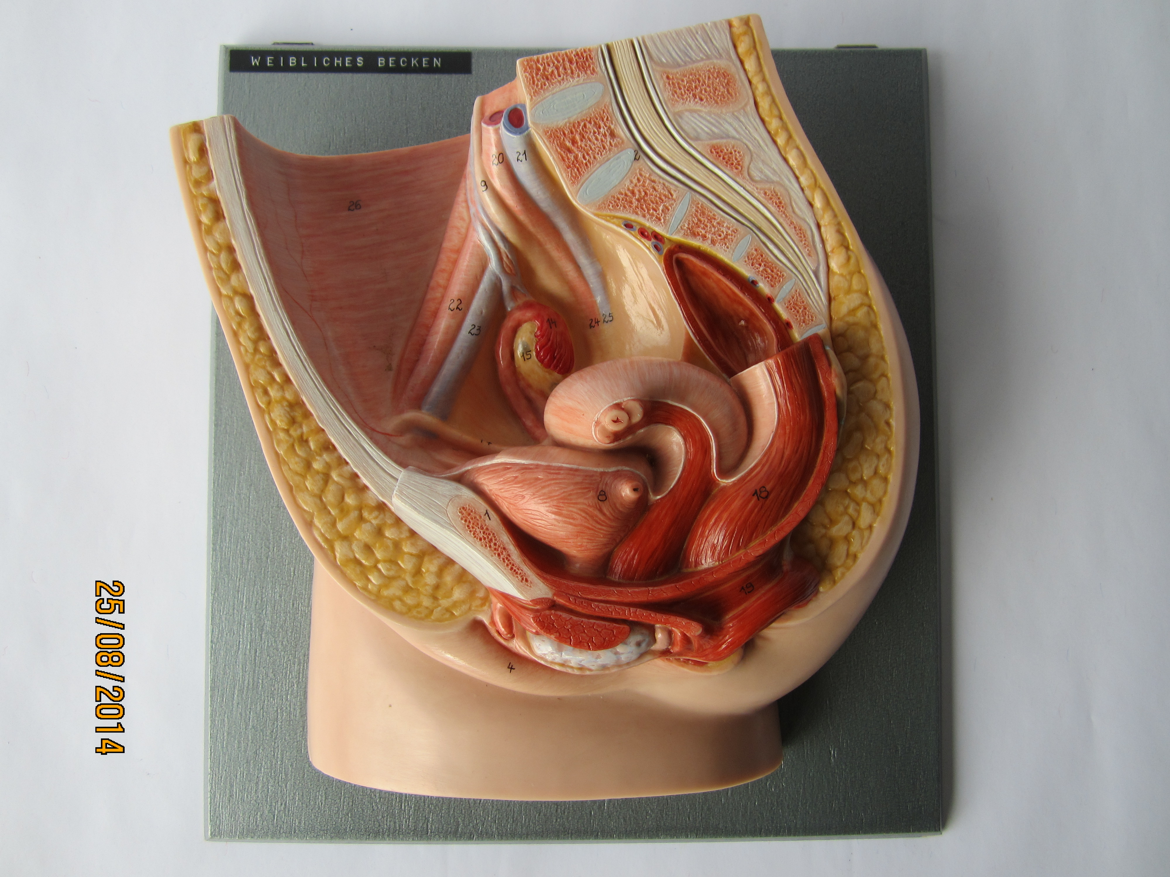 Weibliches Becken u.a. Genitalorgane, Medianschnitt, zerlegbar © Original SOMSO®Modell