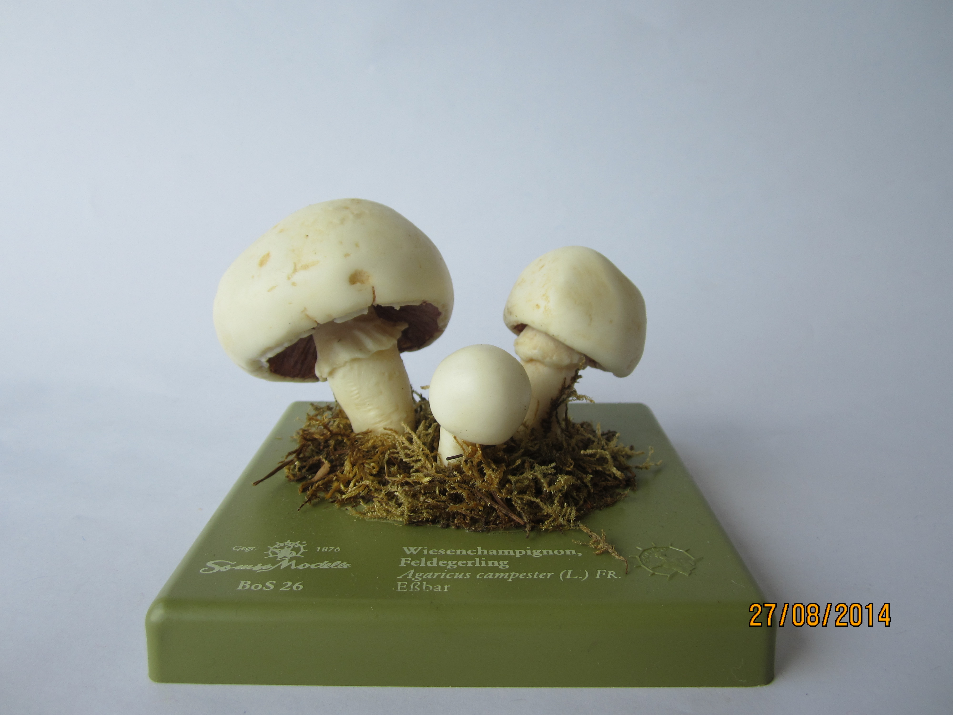 Wiesenchampignon © Original SOMSO®Modell