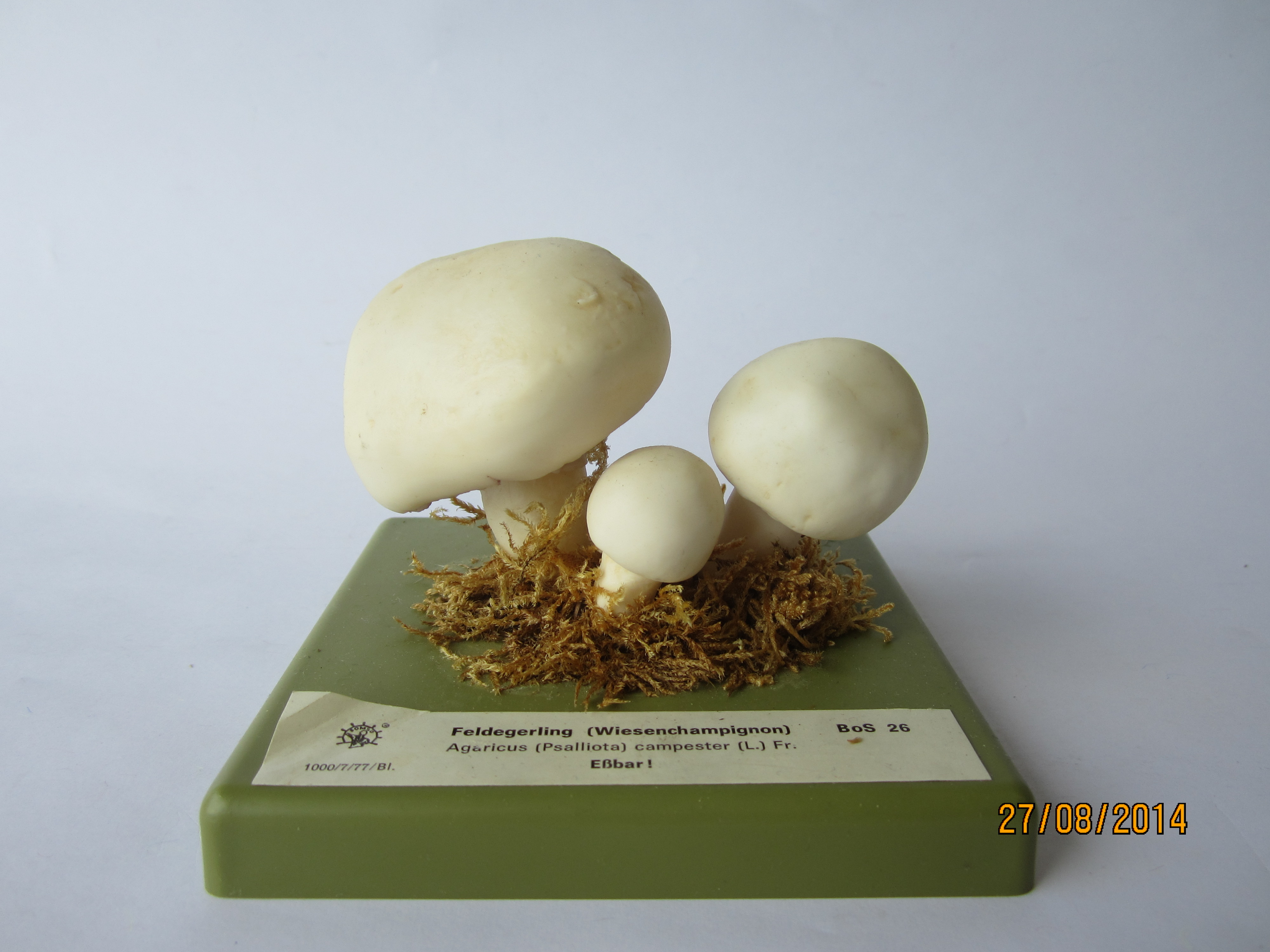 Wiesenchampignon © Original SOMSO®Modell