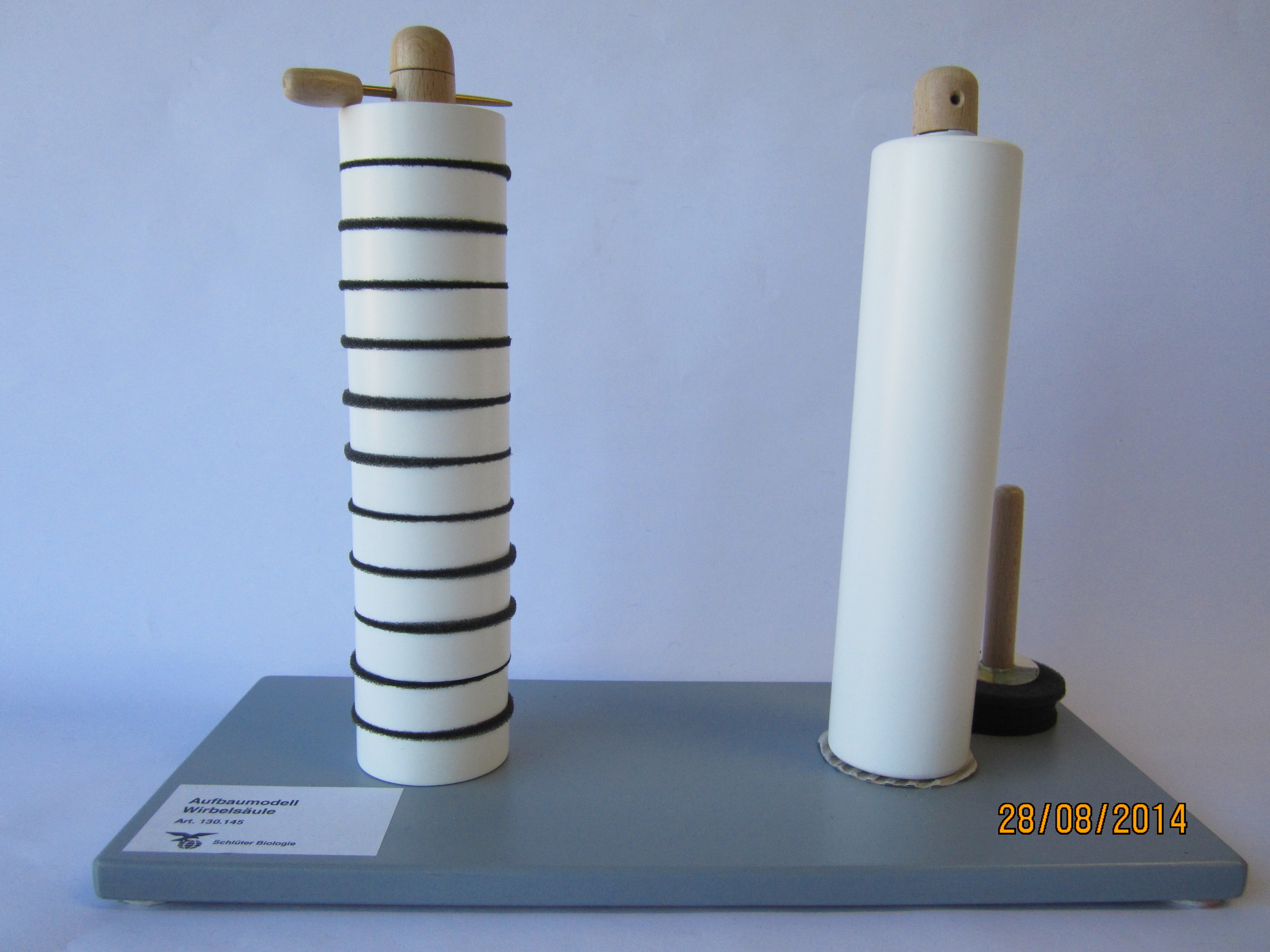 Funktionsmodell der Wirbelsäule © Original Schlüter®Modell