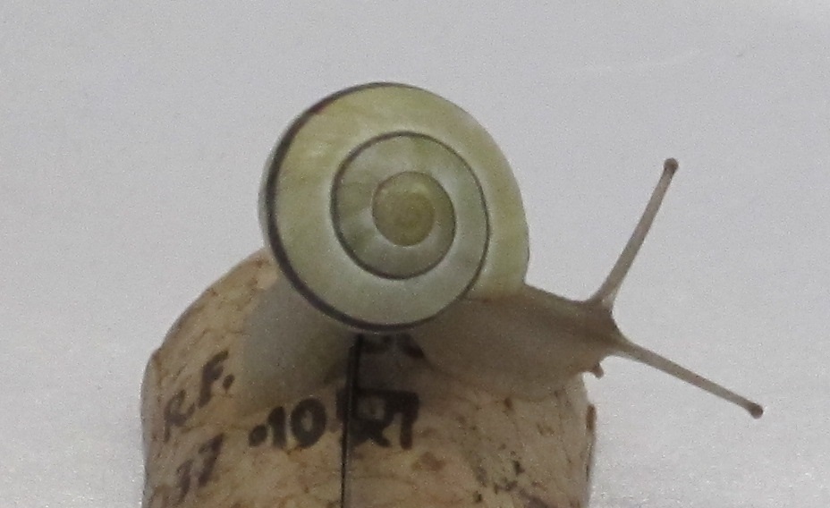 Hain-Bänderschnecke (Cepaea nemoralis)
