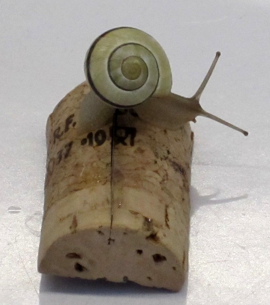 Foto: Hain-Bänderschnecke
