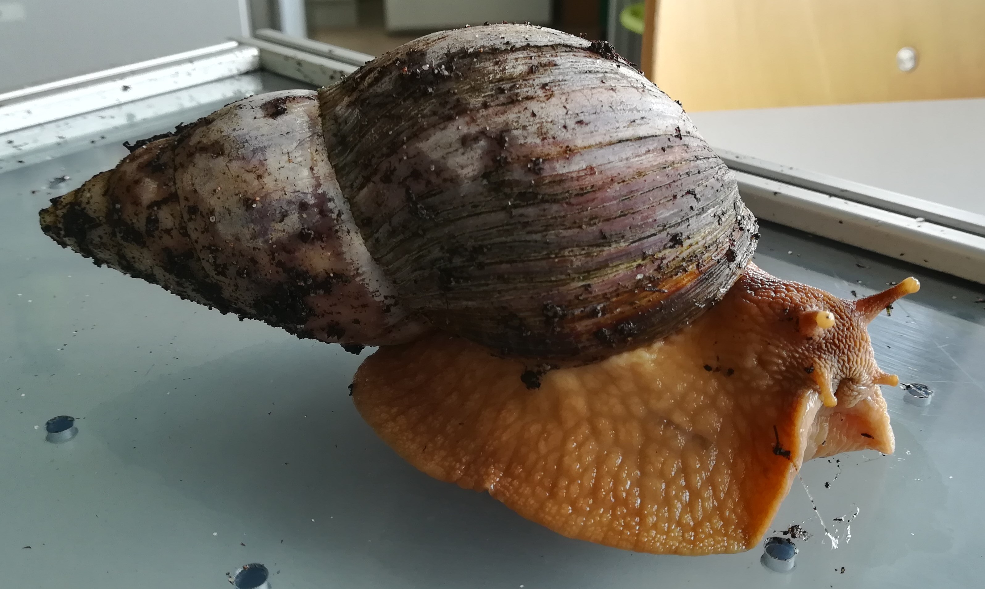 Große Achatschnecke (Achatina fulica)