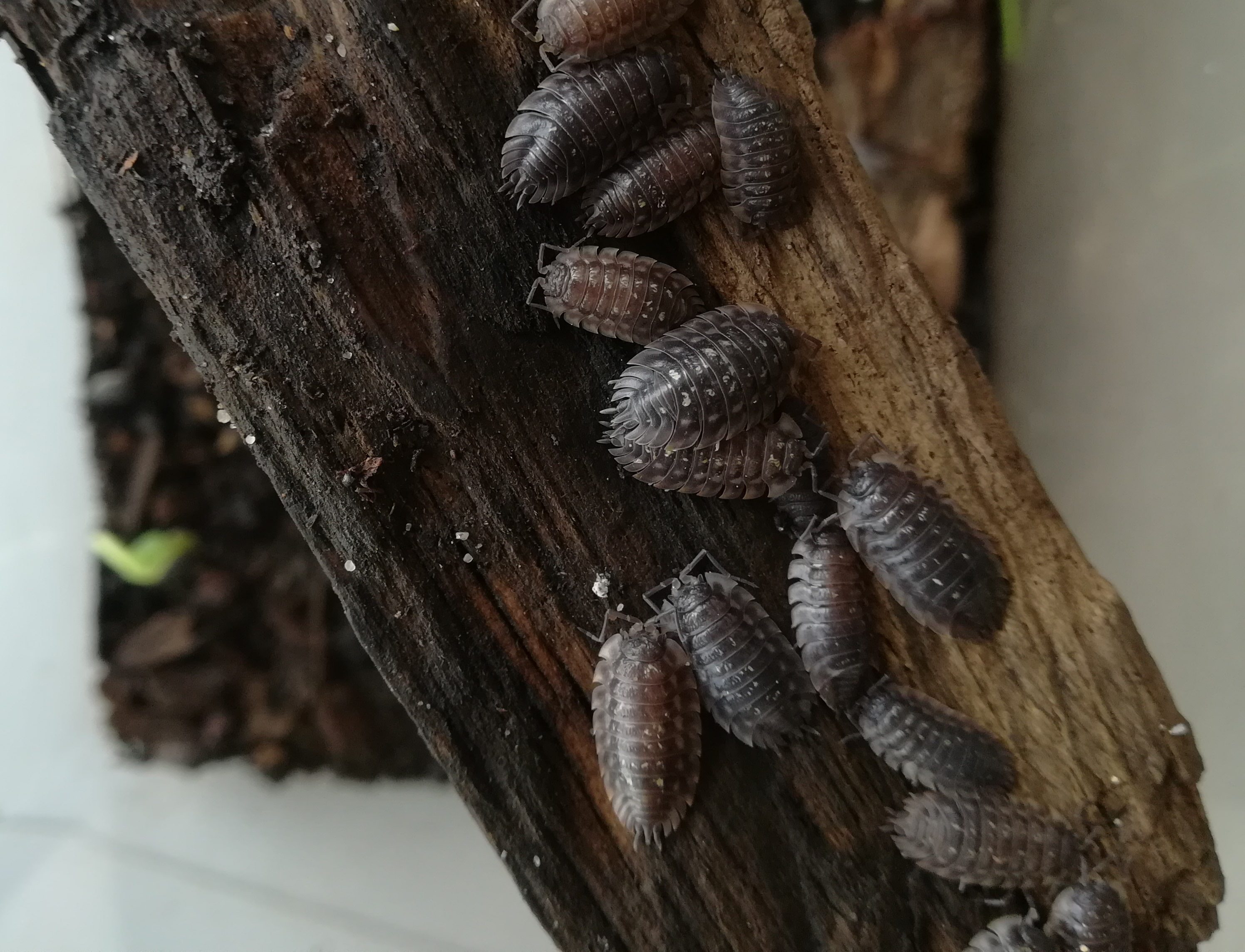 Keller- und Mauerassel (Porcellio scaber und Oniscus asellus)