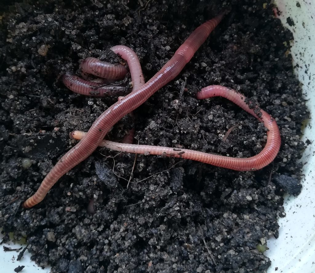 Steckbrief Gemeiner Regenwurm (Lumbricus terrestris) ›