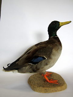 Ente