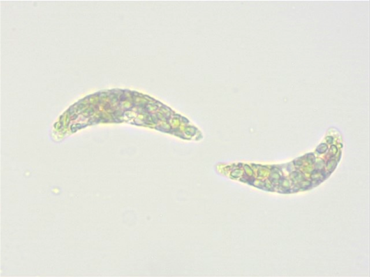 Foto: Euglena