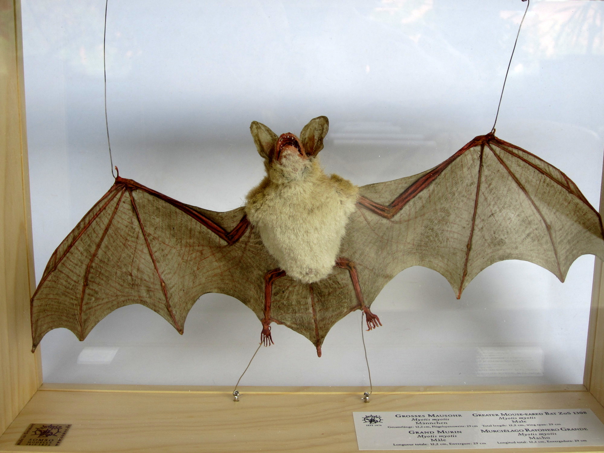 Foto: Präperat Großes Mausohr