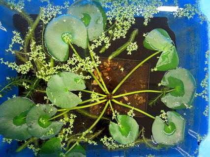 Seerose (Nymphea spec.), Wasserlinsen (Lemna spec.), Wasserpest (Elodea canadensis)