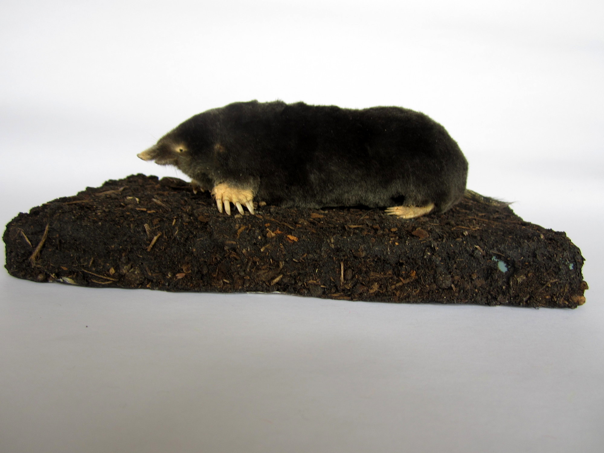 Foto: Präperat Maulwurf