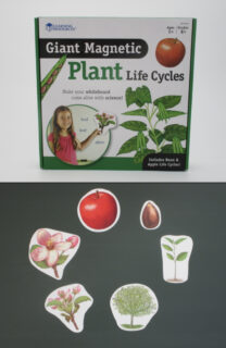 Lebenszyklus - Pflanze
