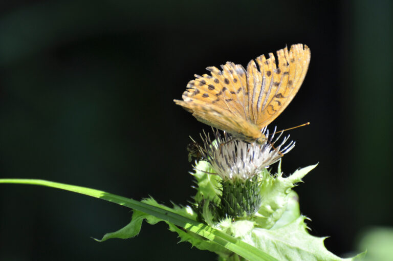 Mindestens 3 Tutor*innen im SS 2023 für die Kurse „Biologische Schulversuche“ gesucht!