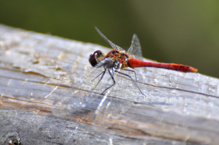 Tutor*in im SS 2023 für die Veranstaltung „BASISBIO“ gesucht!