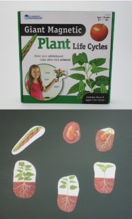 Lebenszyklus - Pflanze