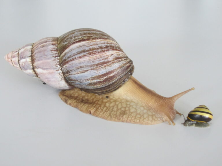 Informationen zum fachdidaktischen Blockpraktikum Biologie im Herbst 2023