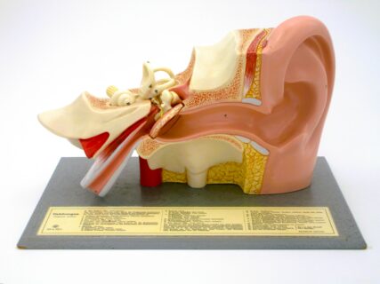 Übersicht des menschlichen Ohres: 3-fach vergrößert, zerlegbar© Original SOMSO®Modell