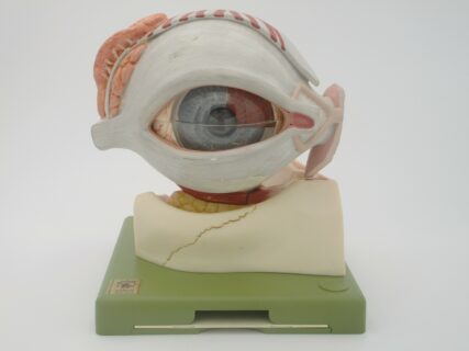 Augapfel mit Tränenorganen und Stützapparat der Augenlider, 5-fach vergrößert, zerlegbar© Original SOMSO®Modell