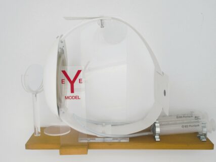 Augenmodell mit variabler Linse simuliert Kurz- und Weitsichtigkeit© Original CONATEX-DIDACTIC®Modell