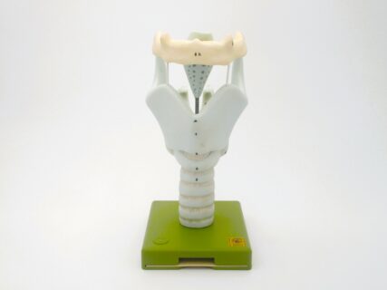 Kehlkopf: 2,5-fach vergrößert, Aryknorpel, Stimmbänder und Kehldeckel beweglich © Original SOMSO®Modell