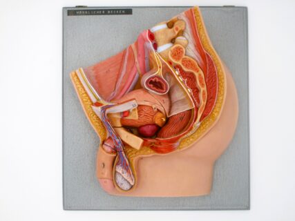 Männliches Becken u.a. Genitalorgane, Medianschnitt, zerlegbar© Original SOMSO®Modell
